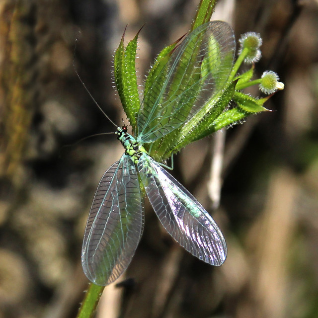 "Shimmering Lacewing" stock image