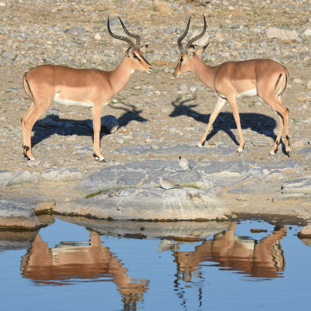 "Impala Reflections" stock image