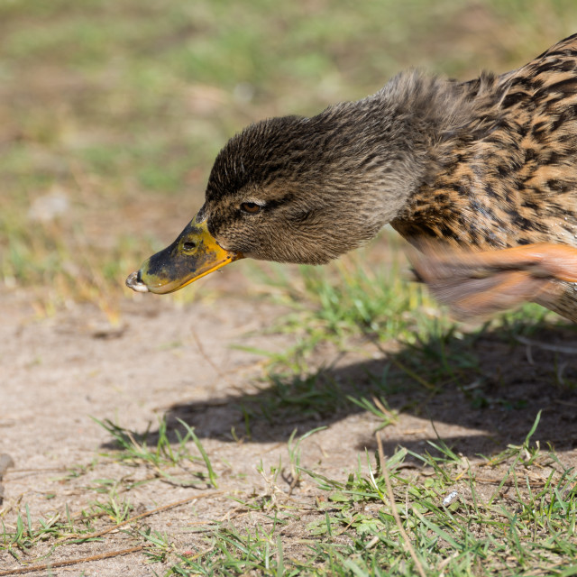 "Mallard Duck" stock image