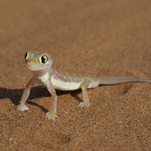 "Palmatogecko (Pachydactylus rangei)" stock image