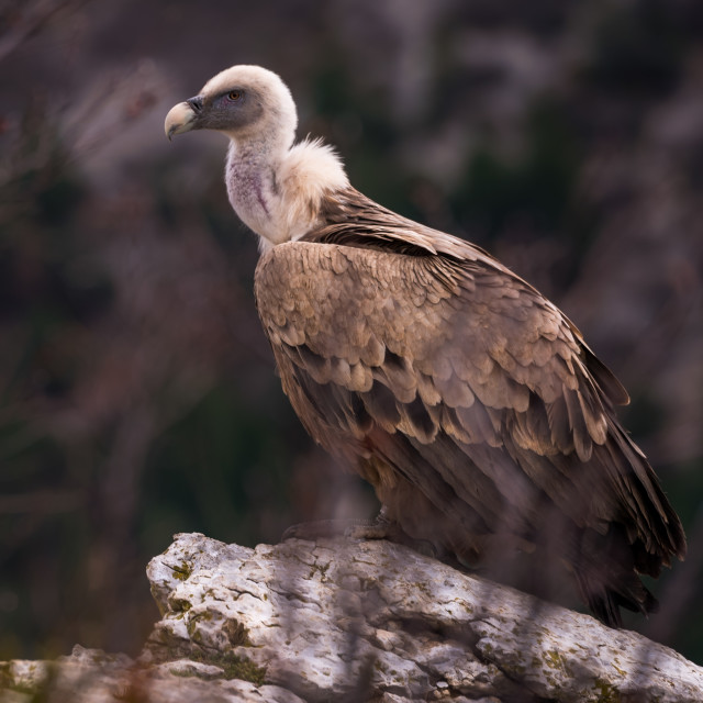 "A close up portrait of a griffon vulture" stock image