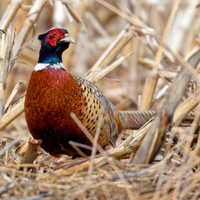 "Ring-necked Pheasant in Natural Habitat" stock image