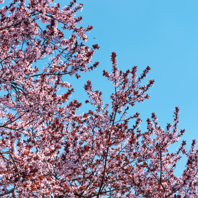 "Cherry blossom" stock image