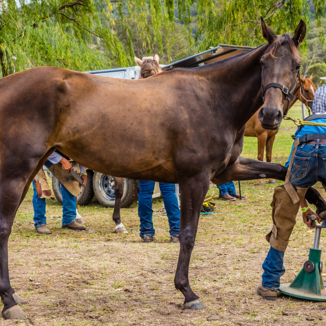 конь девушки поют. человек который водит лошадь. Riding h1772. человек конь. парень на коне фото.