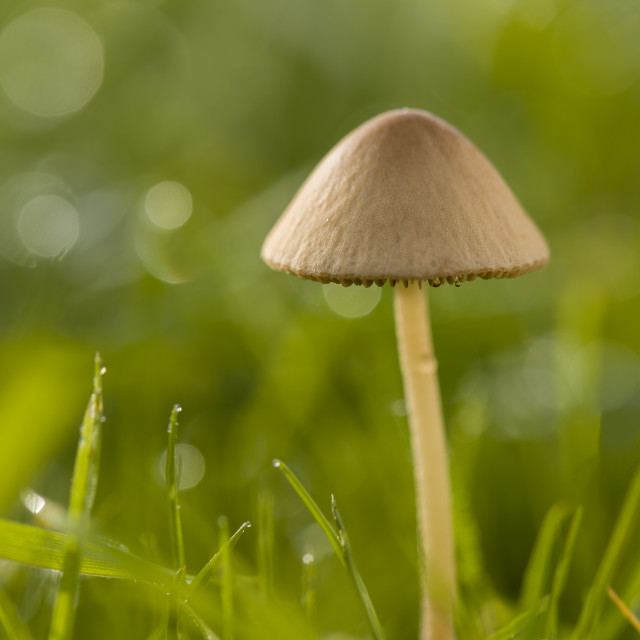"Small mushroom and dewy grass background" stock image