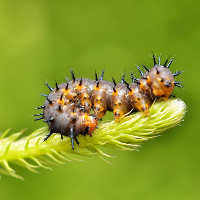 "Passion Butterfly caterpillar (Agraulis vanilae)" stock image