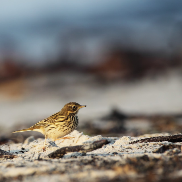 "Meadow Pipit (Anthus pratensis)" stock image