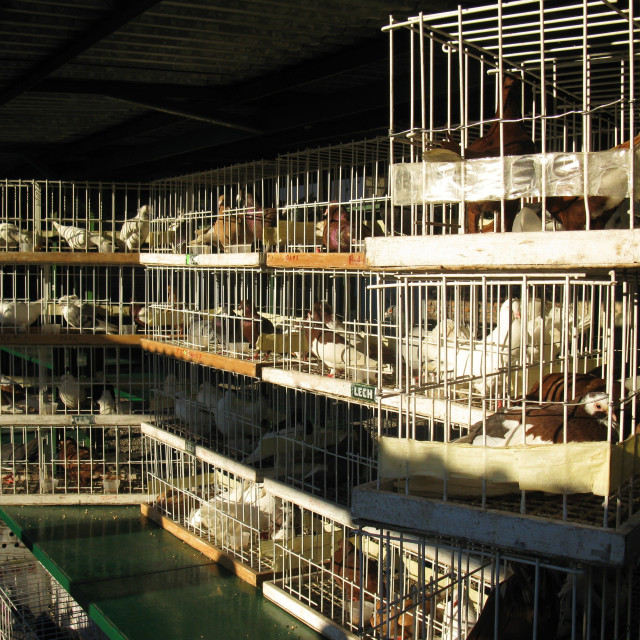 "Krakow: Pigeon Market" stock image