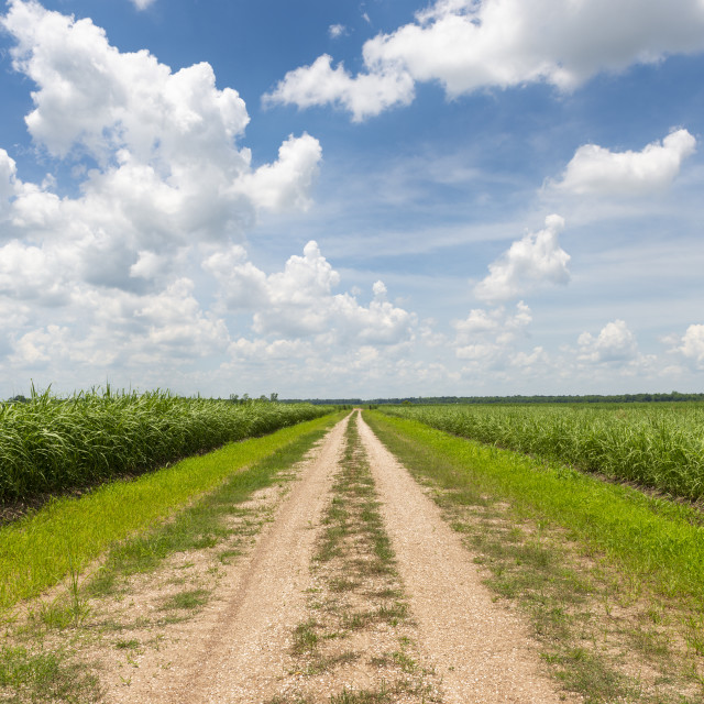"View of a dirt road along a corn field in Louisiana, USA" stock image