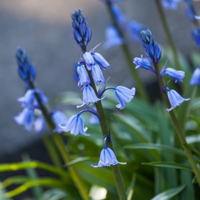 "Blue bell" stock image