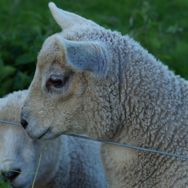 "The Lamb" stock image