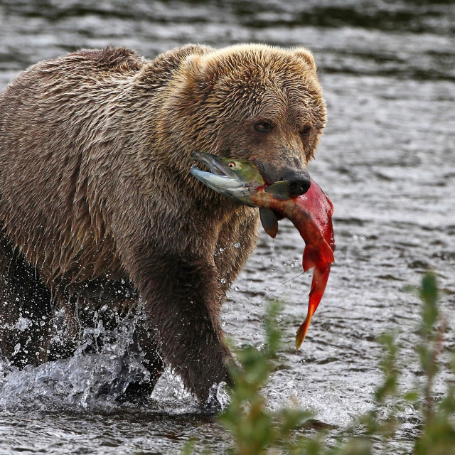 "Brown Bear With Salmon" stock image