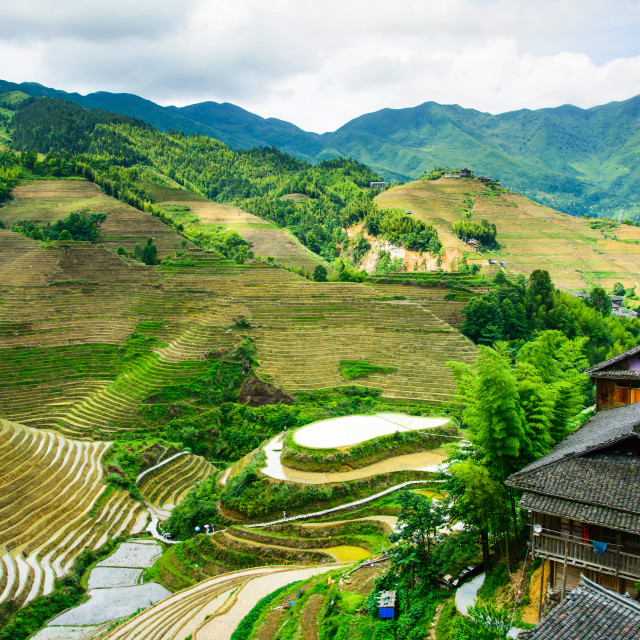 "Asian rice terrace landscape on a cloudy day" stock image