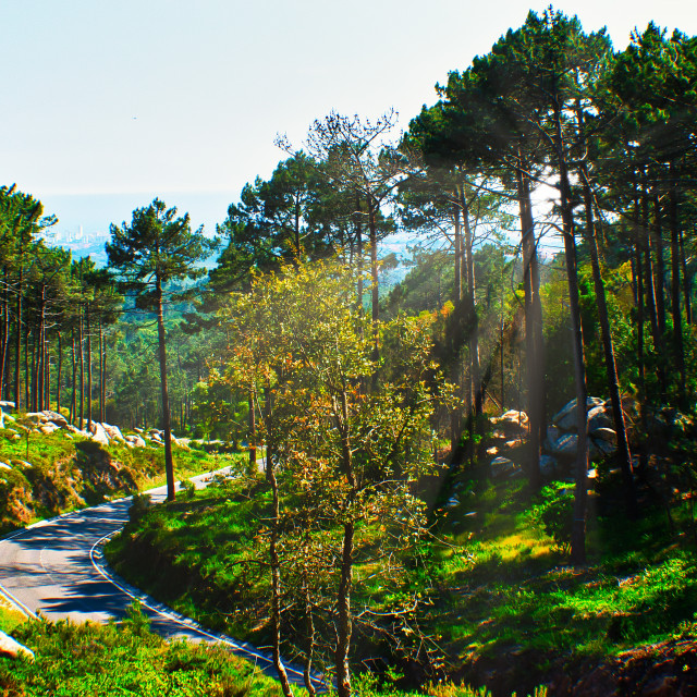 "The Road Trees" stock image