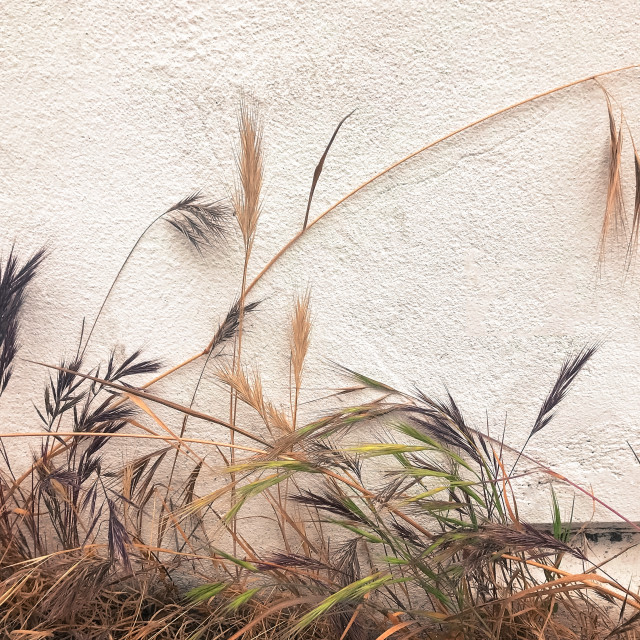 "Wild Plants Growing on an Exterior Wall" stock image