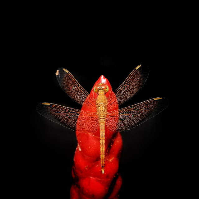 "Dragonfly perched on red flower" stock image