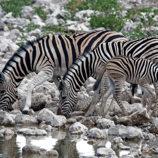 "At the Watering Hole" stock image