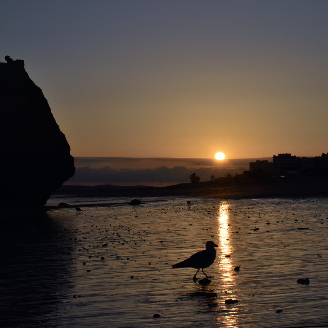 "Sunset Seagulls on the Sand Beach" stock image