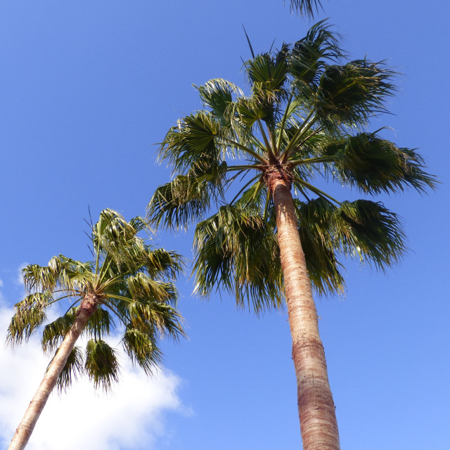 "PalmTrees, againts blue sky" stock image