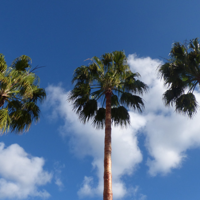 "PalmTrees, againts blue sky" stock image