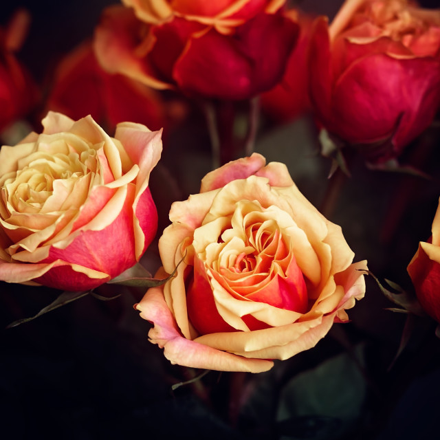 "Bouquet of Orange and Yellow Roses" stock image