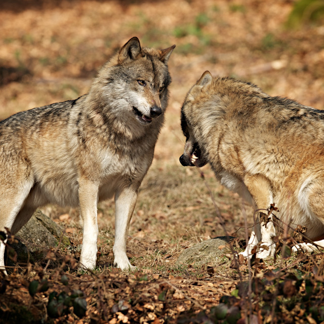 Wolf alpha male - License, download or print for £ | Photos | Picfair