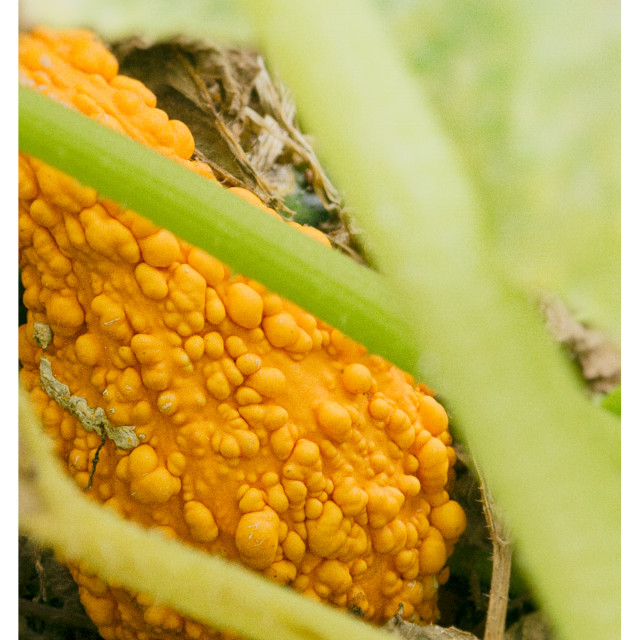 "Yellow Knobbly Fruit in the Garden" stock image