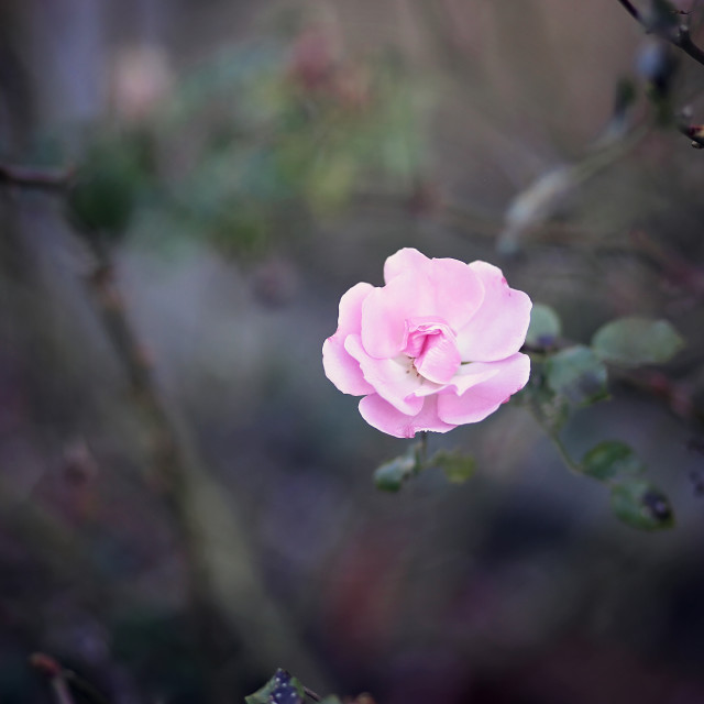 "Pink Asian Rose Blooming a Garden in the Early Evening" stock image