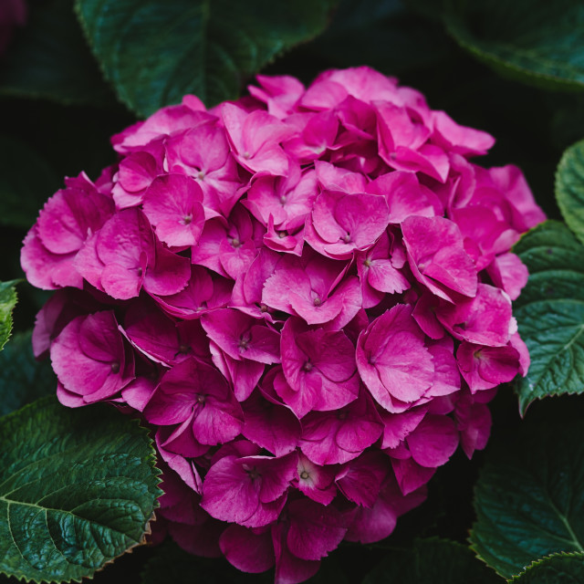 "Pink Hydrangea Flower Blooming in a Garden" stock image