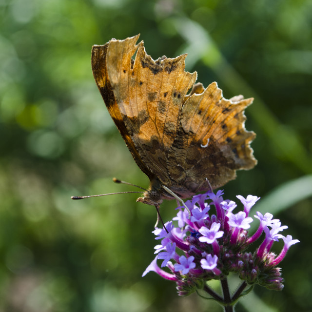 "Comma Butterfly" stock image