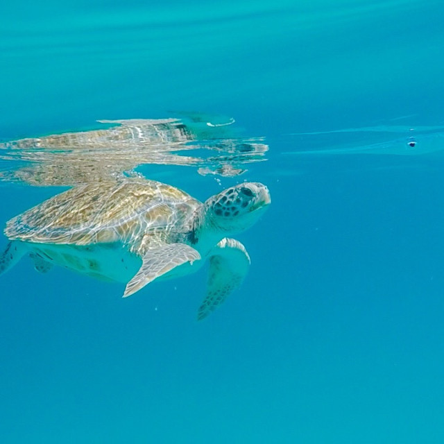 "Hawksbill Turtle Barbados" stock image