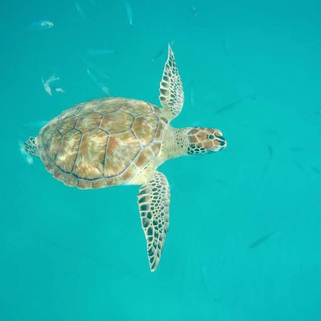 "Hawksbill Turtle" stock image