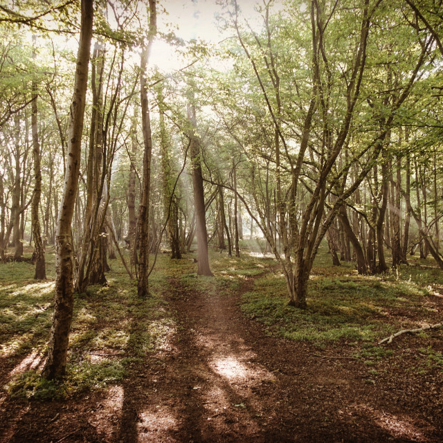 "Daybreak in the forest" stock image