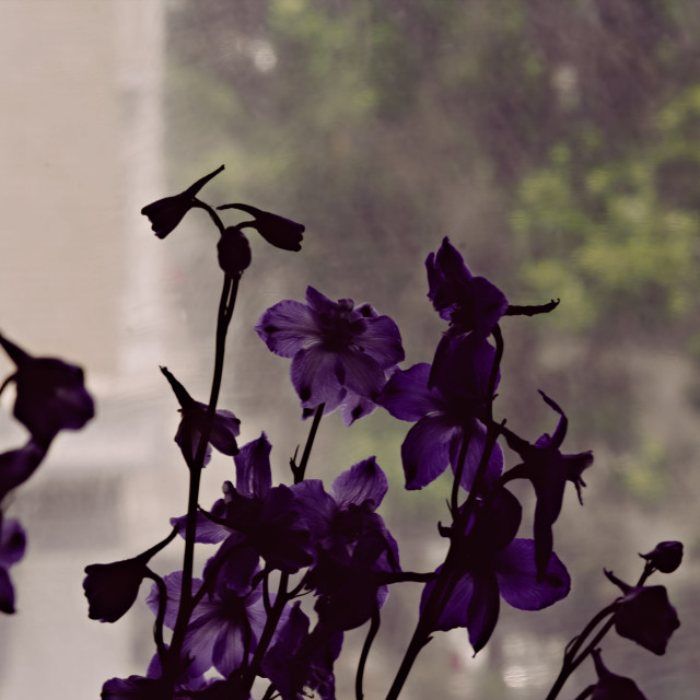 "Bouquet of Lavender Colored Flowers in a Room in Front of a Window, With View of Neighborhood in the Background" stock image