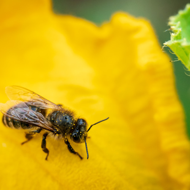 "Bee on a petal. Flower of zucchini with bee. Pollination of flow" stock image