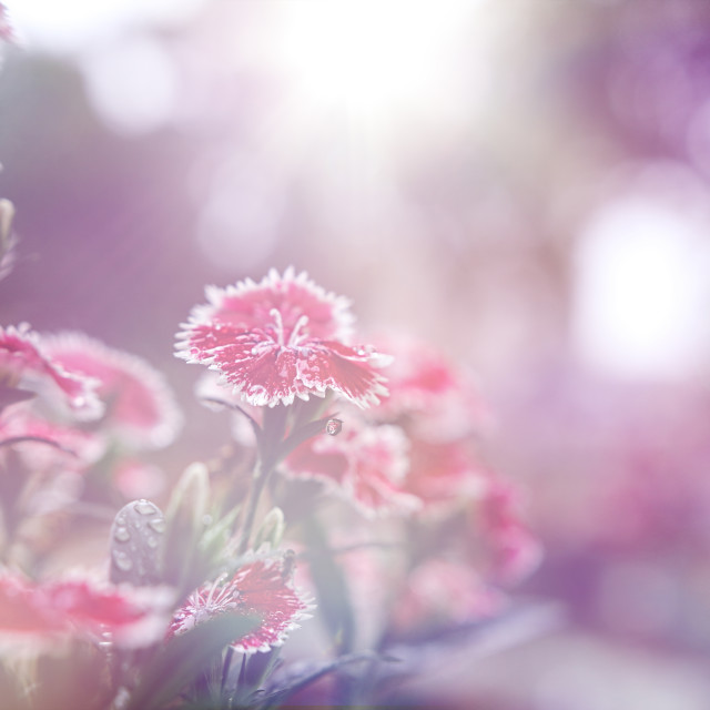 "Flower background" stock image
