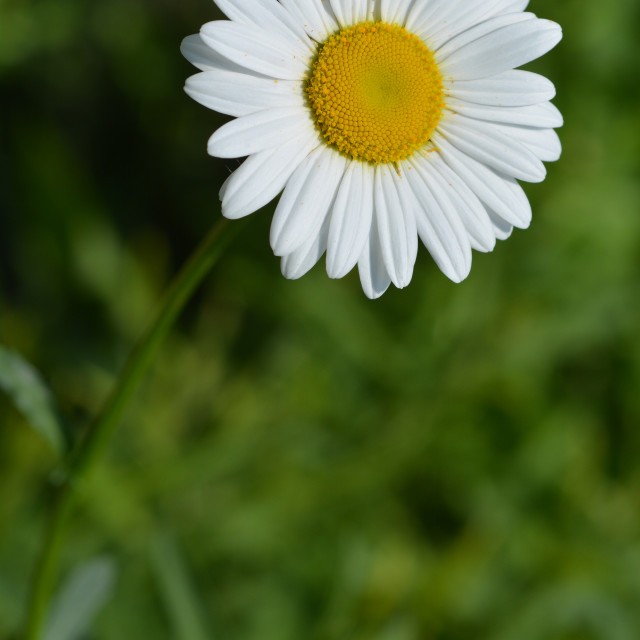 "White daisy" stock image
