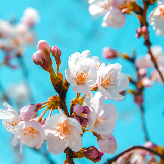 "Soft pink cherry blossoms in Japan" stock image