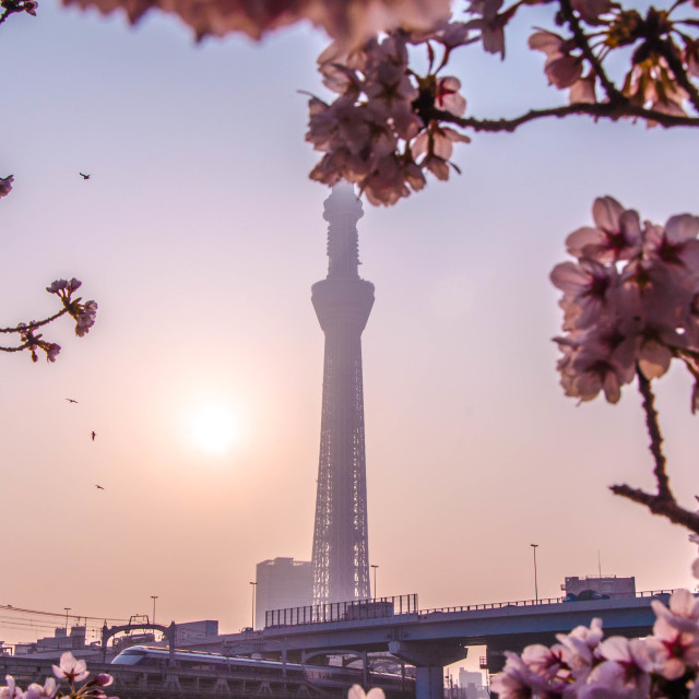 "Skytree with cherry blossoms 1" stock image