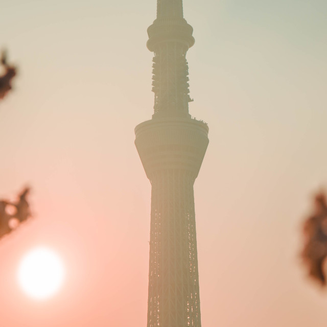 "Skytree with cherry blossoms 2" stock image