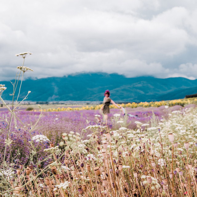 "Summe flower fields with mountain view" stock image