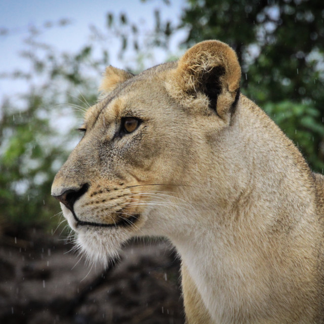 Lioness in the rain. Lioness Rain. Lioness Hutt.