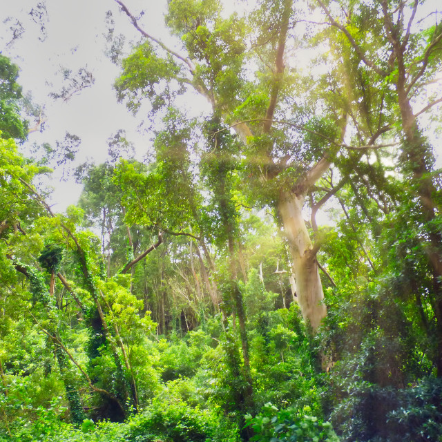 "Solar rays through the trees" stock image