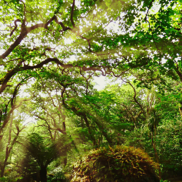 "Solar rays through the trees" stock image