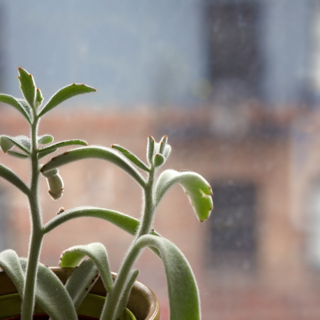 "Small Potted Succulent Plant in Front of a Glass Window in a Home, With View of the Neighborhood" stock image