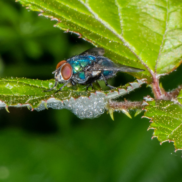 "Fly on Leaf" stock image