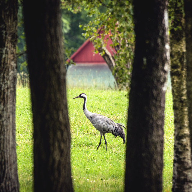"Eurasian crane in a rural environment" stock image