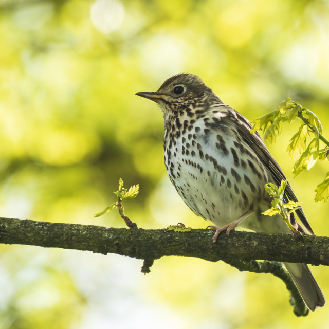 "Closeup of a Song thrush Turdus philomelos bird singing in a tre" stock image