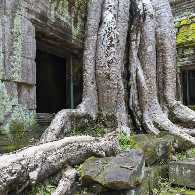 "Ta Prohm Temple, Angkor" stock image