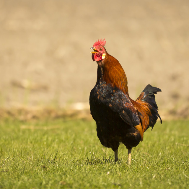Rooster wake up call - License, download or print for £ | Photos | Picfair Rooster wake up call - License, download or print for £ | Photos | Picfair
